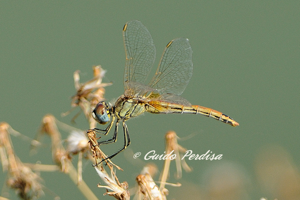 Aiuto ID Sympetrum fonscolombbi femmina ???